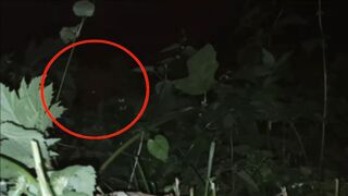 Paranormal creature captured on camera - Monster in the forest