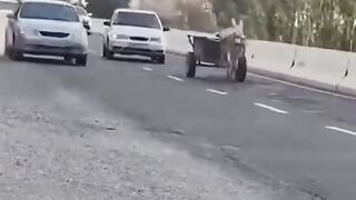 جان بجا کر بھاگتے ہوئے