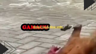 Sapi ini bener-bener punya selera musik!