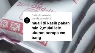Bukan asal ganti pakan pelet, perhatikan hal ini
