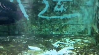 Giant Arapaima Gigas Feeding Frenzy in Aquarium  Ferocious River Monster