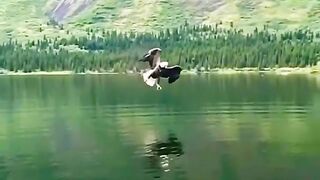 Eagle Attitude Status8k video ultra HDshorts trending eagle