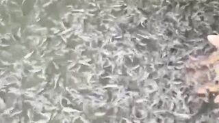 2-3cm ke 7-8cm Berapa lama waktu pemeliharaan nya