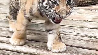 Tiger 20