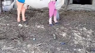 Cow in action