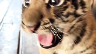 Tiger attack on