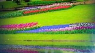 beautiful flower 6