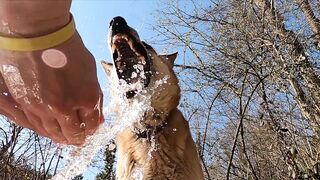 Dog drinking