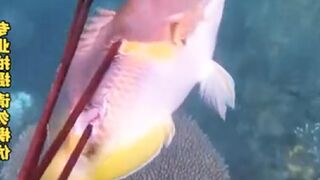 Ocean Fishing