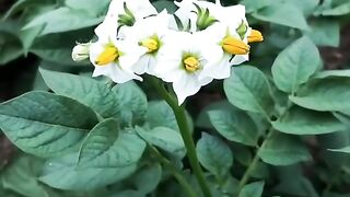 Home garden 2