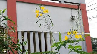 What a Nice Floures.