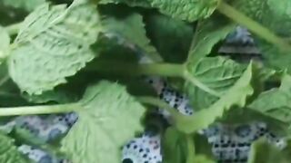 رجل يقسم انه تعالج من القولون بواسطة هذا العشبة