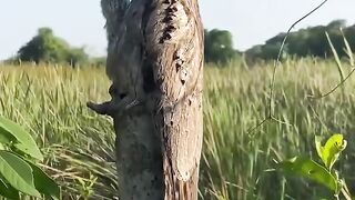 Камуфляж птицы козодоя и её птенца.