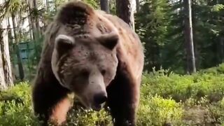 Вот так выходишь утром из палатки, а там медведь разминается травяным салатиком