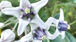 Flower 47