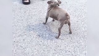 Fun   masti    FunVideo  funnyreels 269