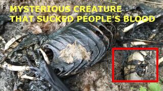 Chupacabra or unknown creature