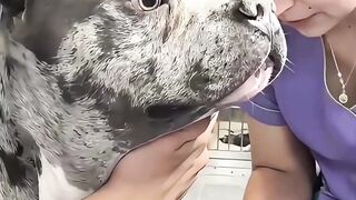 Anjing Takut Suntik