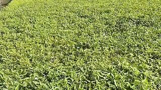 Spinach plants
