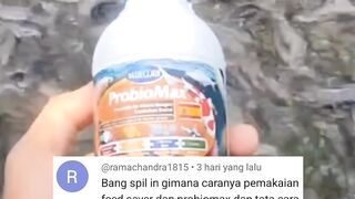 Air kolam hijau, ikan lele cepat besar, dan hemat pakan dengan cara ini