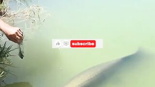 Shocking Arapaima Gigas Feeding in Pond  Giant Freshwater Predator