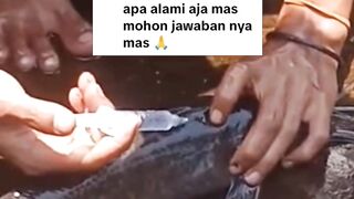 Mijahkan lele baiknya disuntik atau alami