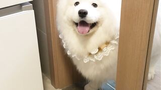 真的建议所有人都养一只萨摩耶