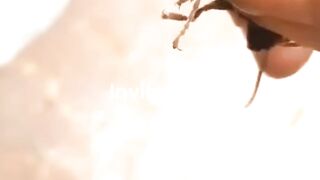 Removing Parasites from Giant Hornets