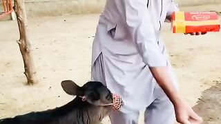 This man very happy for cow baby