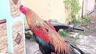 Ayam Bangkok wiring kuning