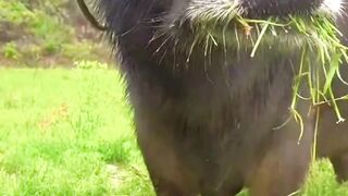 Can your pet do this?