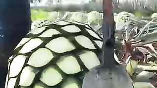 Heres how tequila is made fyp knowledge