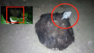 Top 5 Strange mythical creatures caught on camera video