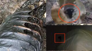 Top 10 Mysterious creatures caught on camera - Strange creatures