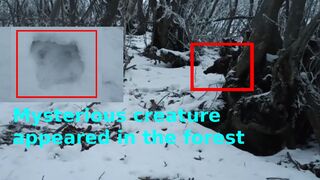 Chupacabra caught on camera 2021 - Mysterious creature in the forest