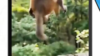 kumpulan monyet kaget