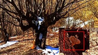 Mythical creatures scare tourists - Mysterious creature caught on camera