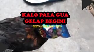 Ayamnya kirain mati lampu, padahal kepalanya ketutupan bungkus ciki