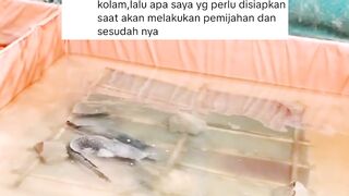Berikut ini jumlah kolam untuk belajar budidaya ikan lele
