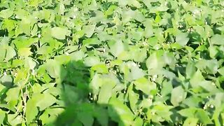 new viral video 5
