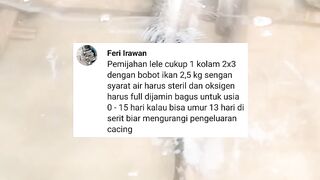 Pemijahan lele dengan 1 kolam, Begini caranya