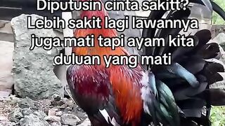ALFABET88 SITUS SABUNG AYAM TEBESAR 2025