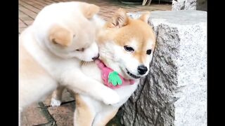 Funny dogs vedio