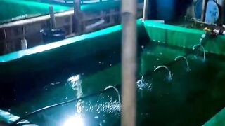 Kegiatan bersih-bersih kolam setelah panen