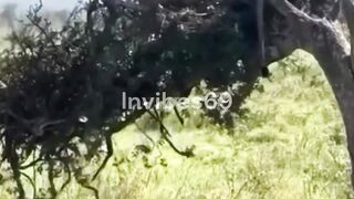 Never Seen-Before These Animal Clips