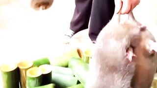 Bamboo Rat