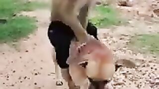 Funny Monkeys 3