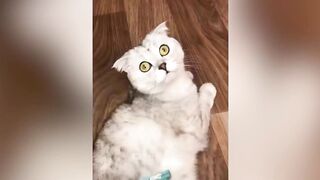 Funny Cats 64