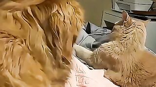 DogandaCat
