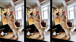 DogPKHostess